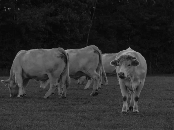 Vacas Brancas Alemanha — Fotografia de Stock