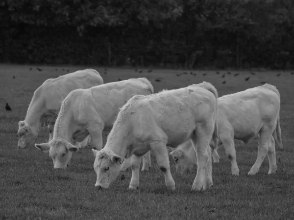 Vacas Blancas Alemania — Foto de Stock