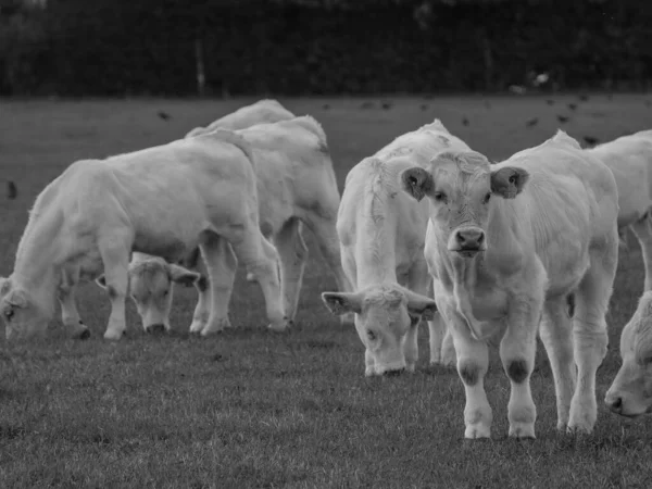 Vacche Bianche Germania — Foto Stock