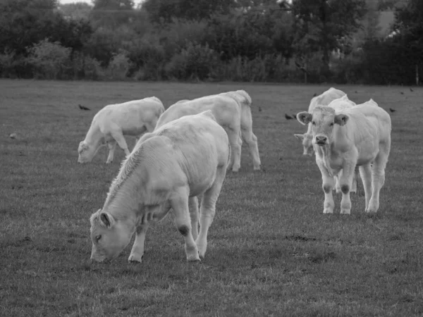 Vacas Brancas Alemanha — Fotografia de Stock