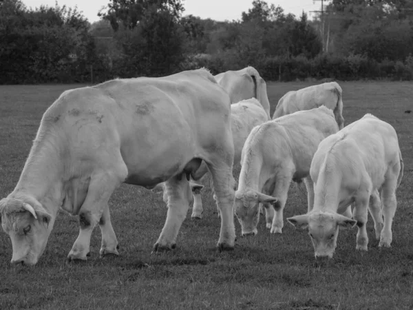 White Cows Germany — Stock Photo, Image