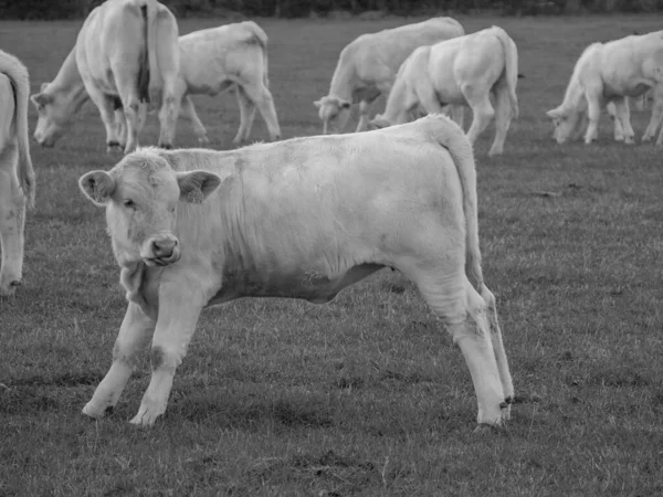 Vacas Brancas Alemanha — Fotografia de Stock