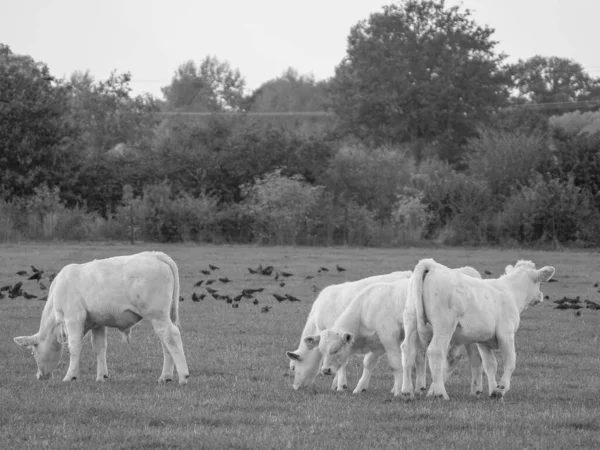 Vacas Brancas Alemanha — Fotografia de Stock