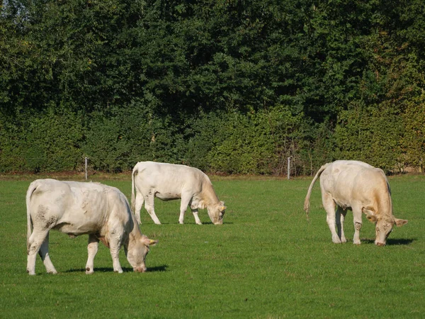 Vacche Bianche Germania — Foto Stock