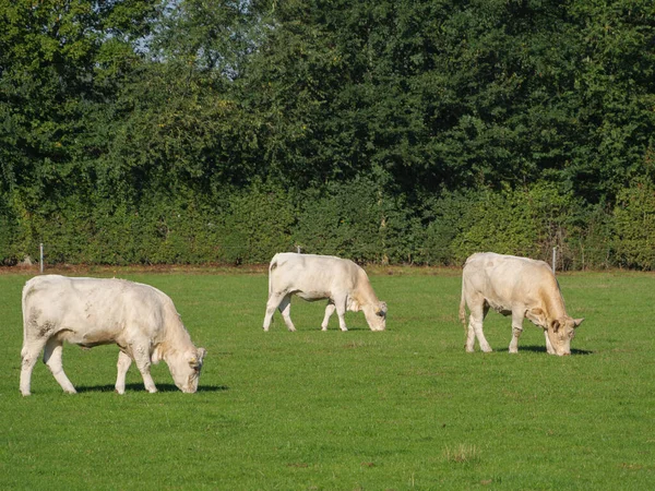 White Cows Germany — Stock Photo, Image