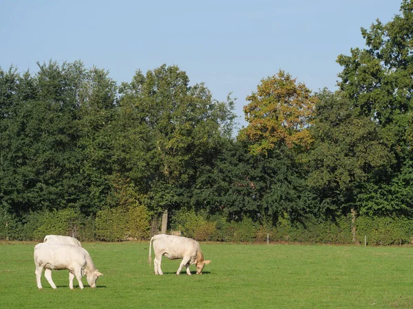 Vacas Blancas Alemania — Foto de Stock