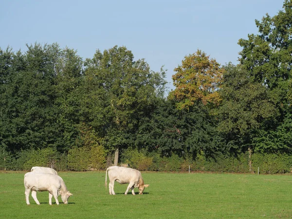 Witte Koeien Duitsland — Stockfoto