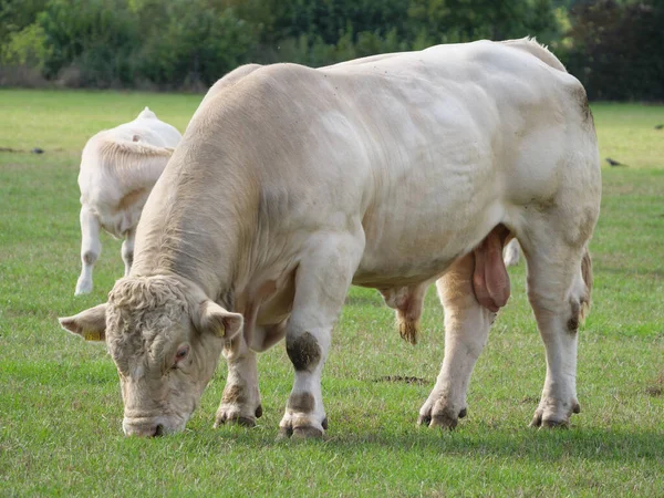 ドイツの白い牛は — ストック写真