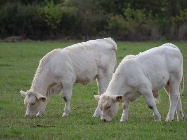 Vacas Blancas Alemania —  Fotos de Stock