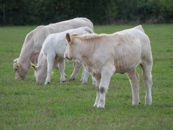 Λευκές Αγελάδες Στη Γερμανία — Φωτογραφία Αρχείου