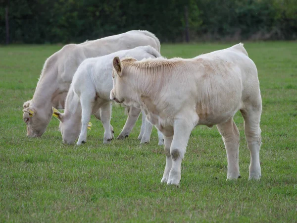 White Cows Germany — Stock Photo, Image