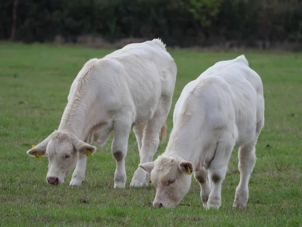 White Cows Germany — Stock Photo, Image