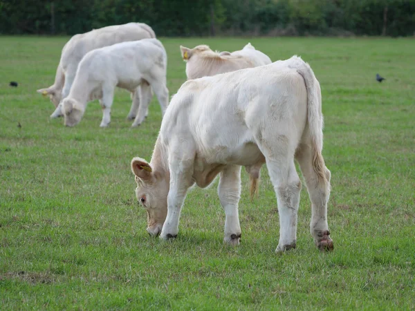 White Cows Germany — Stock Photo, Image