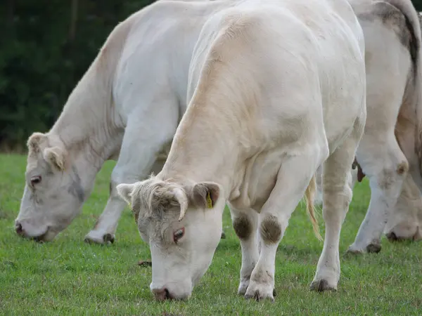 Vacas Blancas Alemania —  Fotos de Stock