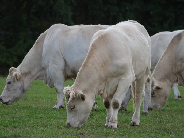 Vacas Blancas Alemania —  Fotos de Stock