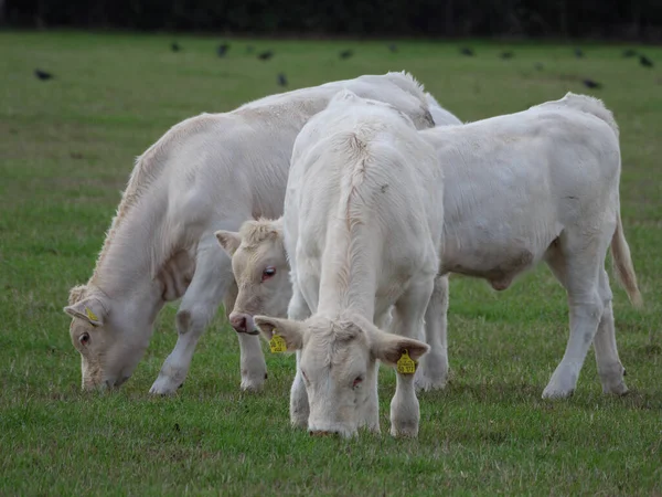 ドイツの白い牛は — ストック写真