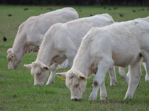 White Cows Germany — Stock Photo, Image