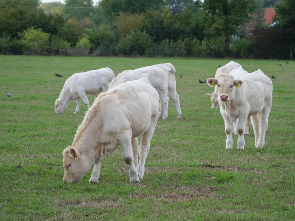 White Cows Germany — Stock Photo, Image