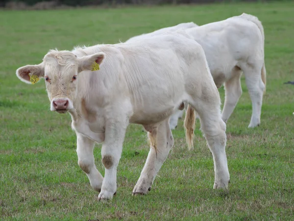 Vaches Blanches Allemagne — Photo