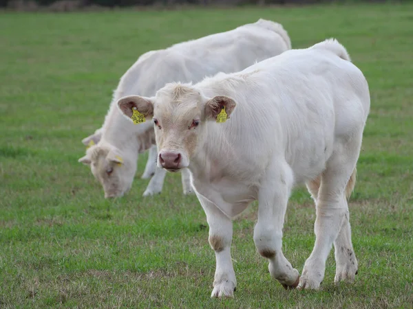 Vaches Blanches Allemagne — Photo