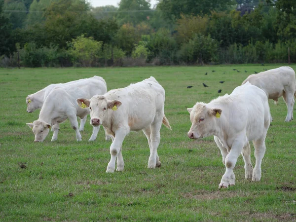 Vacas Brancas Alemanha — Fotografia de Stock