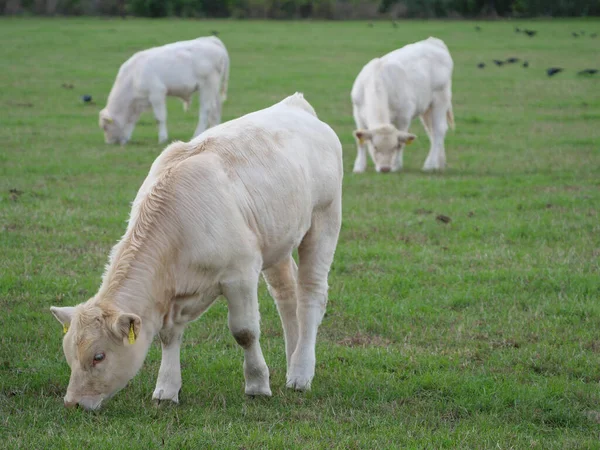 Bílé Krávy Německu — Stock fotografie