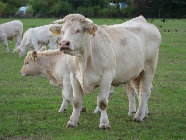 Almanya 'da beyaz inekler