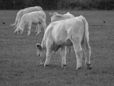 Alman şehri Doesburg.