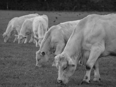 Almanya 'da beyaz inekler