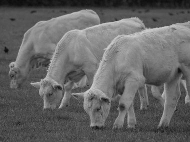 Almanya 'da beyaz inekler