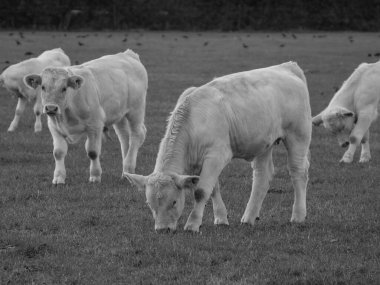 Almanya 'da beyaz inekler