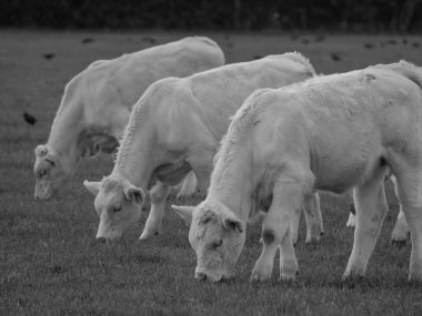 Almanya 'da beyaz inekler