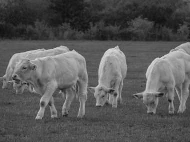 Almanya 'da beyaz inekler