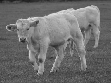 Almanya 'da beyaz inekler