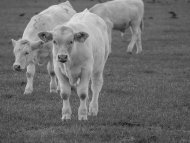 Almanya 'da beyaz inekler