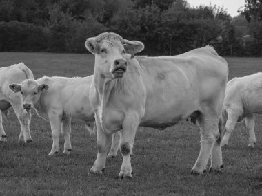 Almanya 'da beyaz inekler