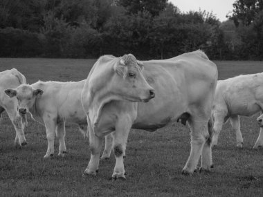 Almanya 'da beyaz inekler