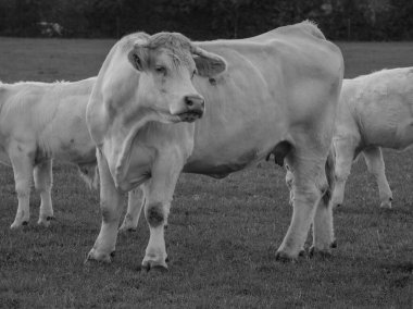 Alman şehri Doesburg.