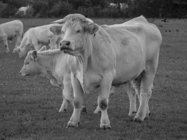 Almanya 'da beyaz inekler