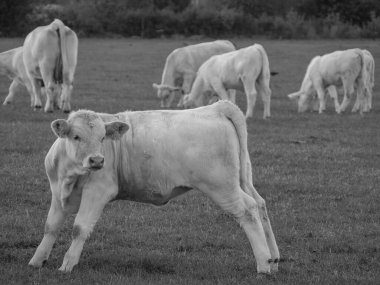 Almanya 'da beyaz inekler