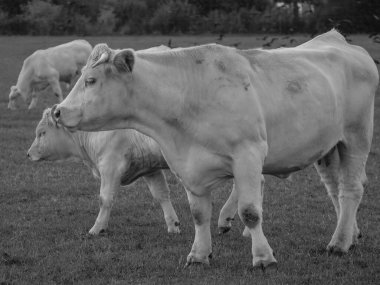 Almanya 'da beyaz inekler