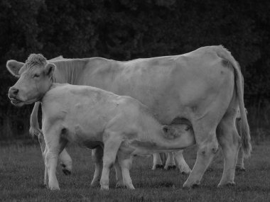 Almanya 'da beyaz inekler