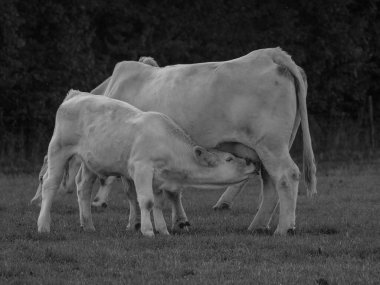 Almanya 'da beyaz inekler