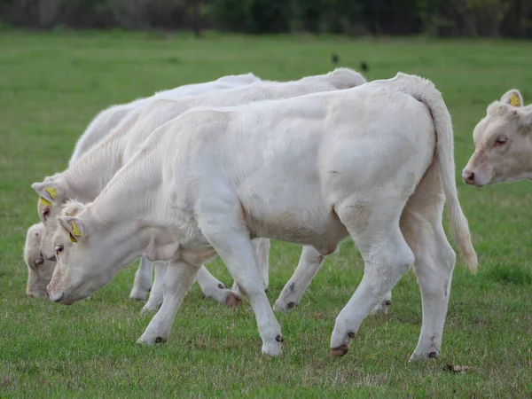 Vacas Blancas Alemania —  Fotos de Stock