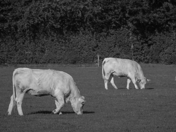 Λευκές Αγελάδες Στη Γερμανία — Φωτογραφία Αρχείου