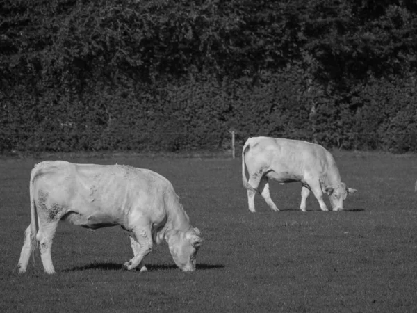 Vacas Brancas Alemanha — Fotografia de Stock