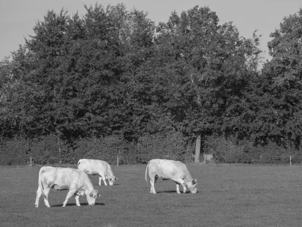 Witte Koeien Duitsland — Stockfoto