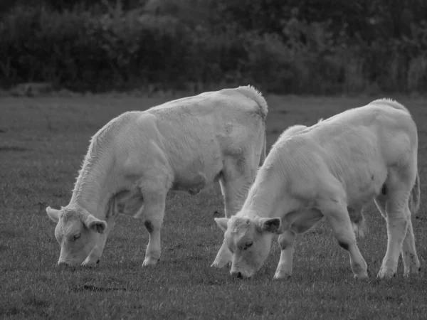 Almanya 'da beyaz inekler