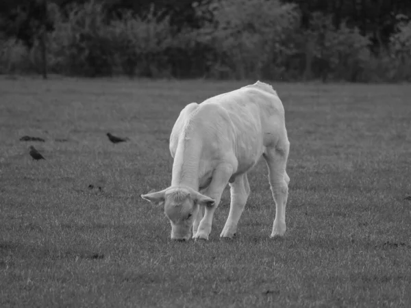 Vacas Brancas Alemanha — Fotografia de Stock