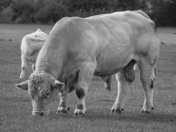 White Cows Germany — Stock Photo, Image